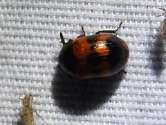 Diaperis nigronotata