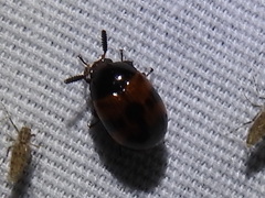 Diaperis nigronotata