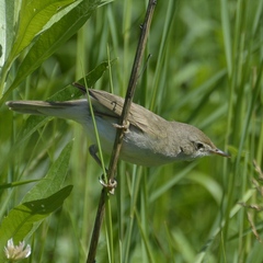 Acrocephalus palustris
