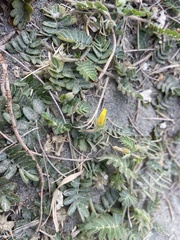 Tribulus taiwanense