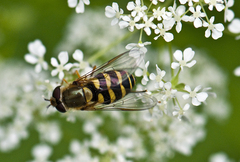 Syrphus vitripennis