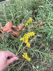 Solidago chilensis