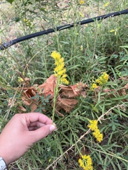 Solidago chilensis