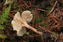 Clitocybe phyllophila