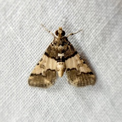 Nacoleia mesochlora