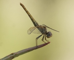Trithemis