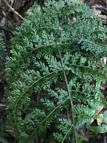 Latin American spleenwort (Asplenium flabellulatum)