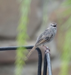 Cisticola subruficapilla