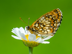 Melitaea britomartis