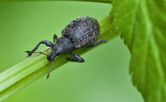 Liophloeus tessulatus