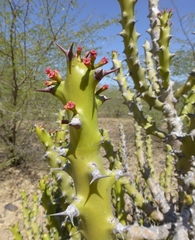 Euphorbia neriifolia