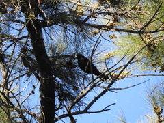 Molothrus rufoaxillaris