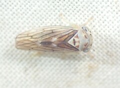 Populicerus
