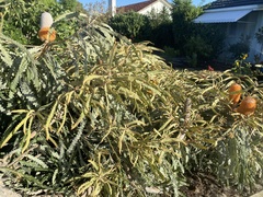 Banksia prionotes