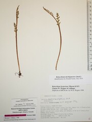 Botrychium michiganense