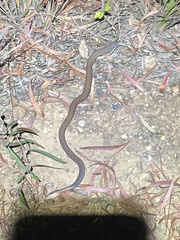 Pygopus lepidopodus