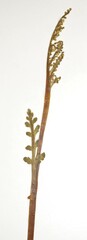 Botrychium michiganense