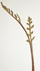 Botrychium michiganense