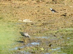 Fluvicola albiventer