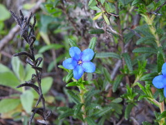 Glandora prostrata lusitanica