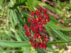 Cissus erosa