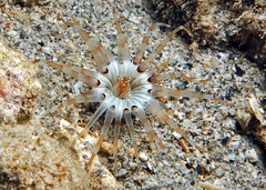 Ceriantharia