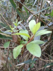 Rhododendron oldhamii