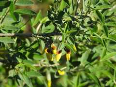 Anagyris foetida