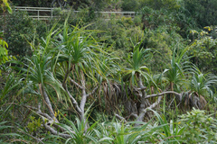 Pandanus tectorius