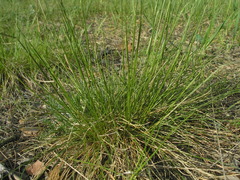 Festuca pseudovina