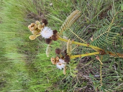 Mimosa claussenii