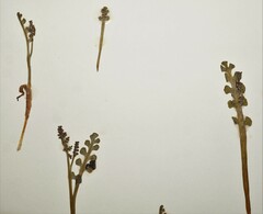 Botrychium minganense