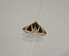 Chalciope mygdon