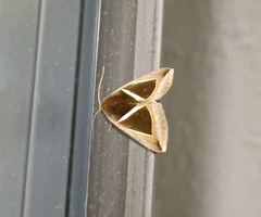 Chalciope mygdon