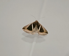 Chalciope mygdon