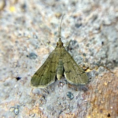 Piletocera macroperalis
