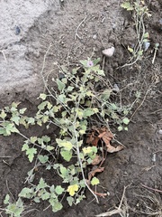 Sphaeralcea mendocina