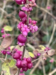 Symphoricarpos orbiculatus
