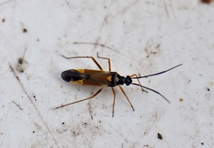 Cyllecoris histrionius