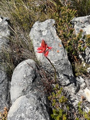 Disa ferruginea