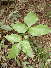 Arisaema ringens