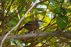 Pomatorhinus musicus