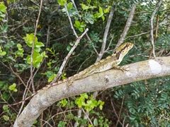 Enyalius bibronii