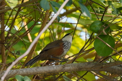 Pomatorhinus musicus