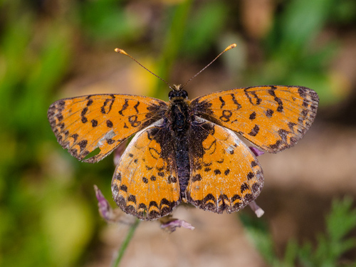 Caucasian Spotted Fritillary