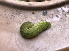 Phlogophora meticulosa