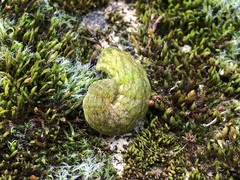 Phlogophora meticulosa