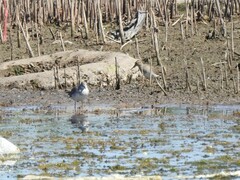 Calidris melanotos