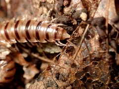 Chamberlinius hualienensis