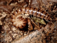 Chamberlinius hualienensis